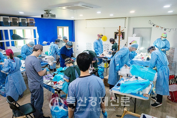 수의사들이 유기견 보호소에서 중성화 수술 봉사활동을 펼치고 있다.