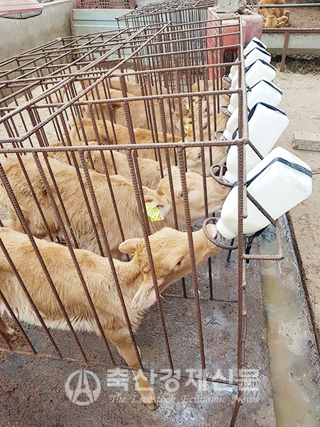 대용유 포유틀에서 송아지를 포유하는 모습.