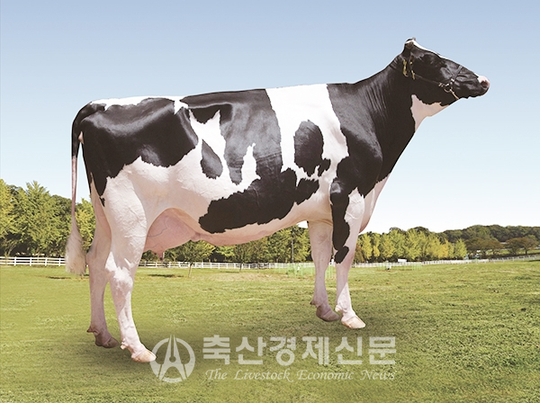 한국형 젖소 씨수소(니아스)의 딸소(대덕 스트레스 니아스 404호) 사진.