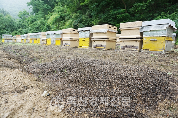 강원 홍천군 내면 일대의 한 여름봉장. 농약 살포로 죽은 꿀벌들이 수북이 쌓여있다.