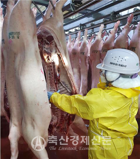 충북도내 축산물공판장에서 검사관이 돼지 지육을 검사하고 있다.