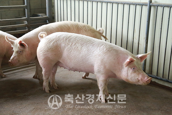 국립축산과학원은 돼지 인공수정의 올바른 사용방법을 소개했다.