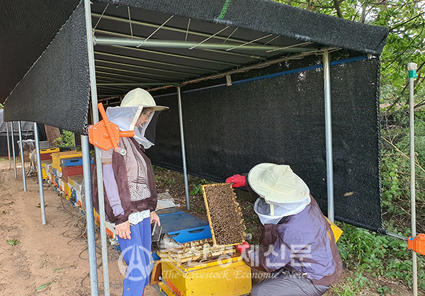 초보 양봉농가가 기초교육 과정의 하나로 현장 실습을 하고 있다.