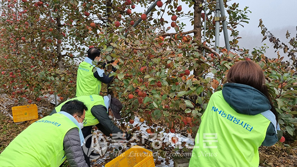 경기 포천 사과농장에서 농협축산지원부 직원들이 사과수확을 하는 모습.