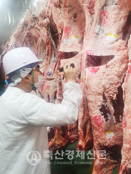 농협 부천축산물공판장 직원이 도축된 소 근출혈 발생 여부를 살펴보고 있다.