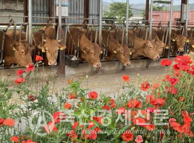 ‘깨끗한 축산농장’으로 지정된 경기도 한우농장 모습.