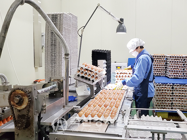 ‘애월아빠들’의 계란은 안전하고 위생적인 시설에서 생산된다.