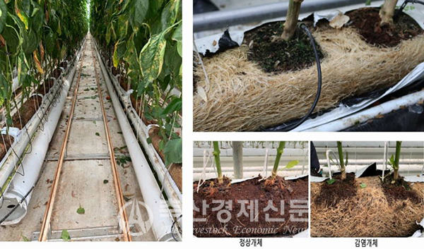 경남농기원이 뿌리이상비대병 신속진단키트를 개발해 특허출원했다.(오른쪽 아래 사진은 감염개체와 정상개체)