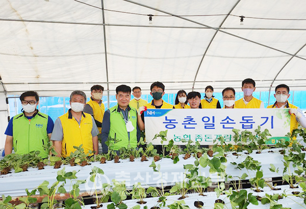 농협 종돈개량사업소 직원들이 지난 19일 딸기농장을 방문해 일손 돕기에 한창이다.