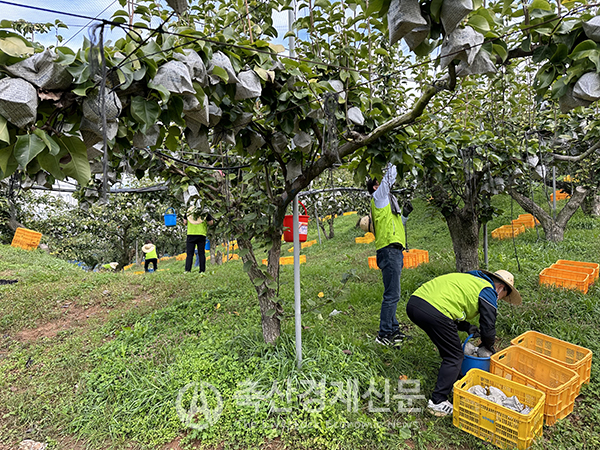 지난 14일 경기 고양시 일산동구 과수농가를 방문한 농협 축산기획부 임직원들이 배 수확작업에 구슬땀을 흘리고 있다.