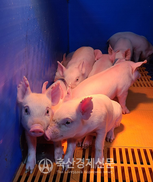 농협 종돈개량사업소 의성 GGP에서 첫 분만된 건강한 새끼 돼지들.