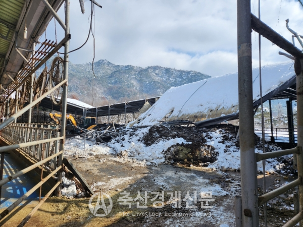폭설로 인한 전라북도 남원군 축사 붕괴 현장.