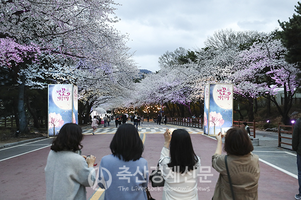 코로나19 이전 렛츠런파크 서울 벚꽃축제 전경.