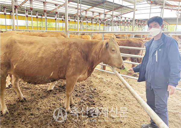 농협 한우개량사업소 한우암소검정사업에 참여한 암소 농가에서 처음으로 후보씨수소로  선발된 충남 서산 KPN1779 어미 소와 이재복 농가.