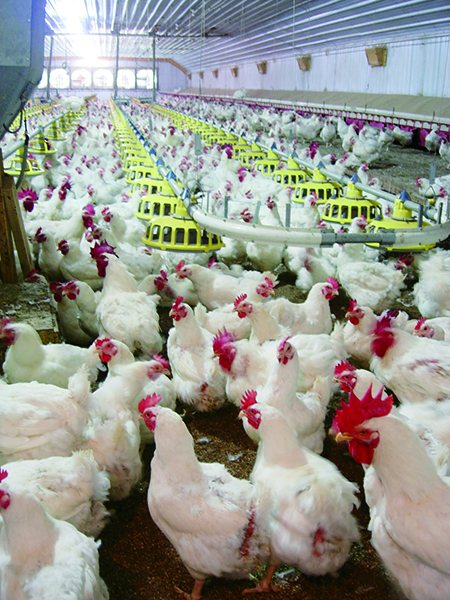종계부화농가들은 닭고기 부족은 정부의 잘못된 전망이라면서 계열업체에 대한 육용종란 수입비용 지원을 강하게 반발하고 있다.
