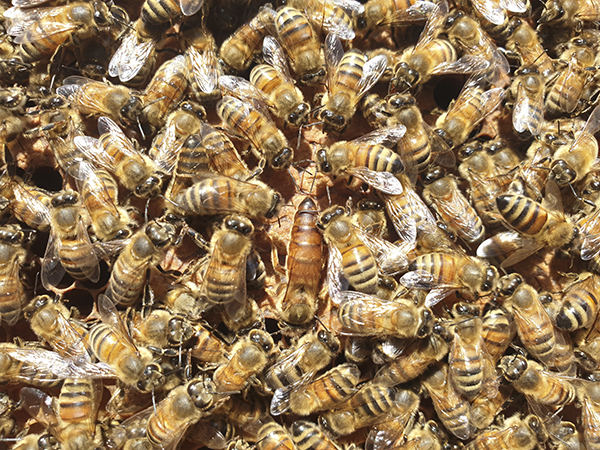 꿀벌응애 피해를 줄이려면 여왕벌을 확인하고, 정밀 내검을 실시해야 한다.