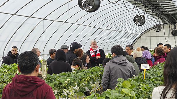현장견학단이 충남농업기술원 딸기연구소 비닐온실에서 딸기를 살펴보고 있다.
