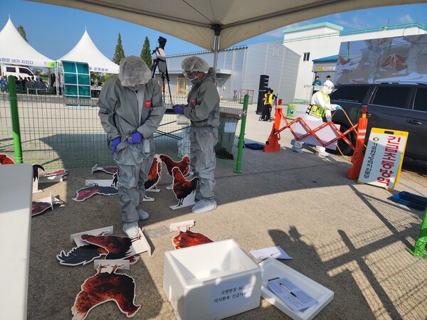 농림축산식품부 주최 고병원성AI 가상방역 훈련에서 방역 관계자들이 의사 환축의 시료를 채취하고 있다. 