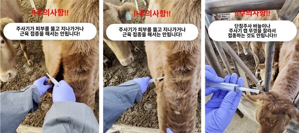 럼피스킨 백신접종 주의사항(사진= 한우자조금 제공)